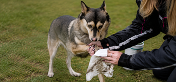 How to Keep Your Pet Clean This Autumn – Without the Fuss