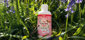How Spring Allergies Affect Your Dog’s Skin