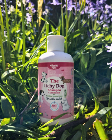 How Spring Allergies Affect Your Dog’s Skin