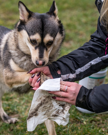 How to Keep Your Pet Clean This Autumn – Without the Fuss