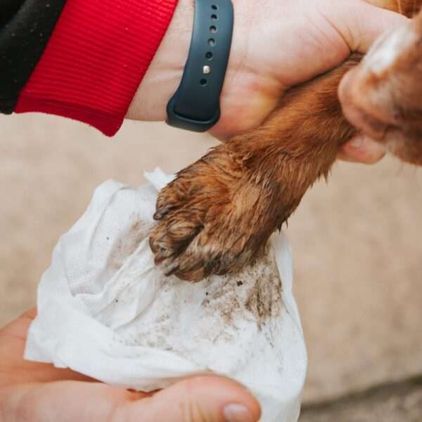ECO REFILL – Biodegradable Pet Wipes 100pk